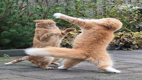 Video Kucing Tik Tok Lucu Bikin Ngakak - Try Not To Laugh #9