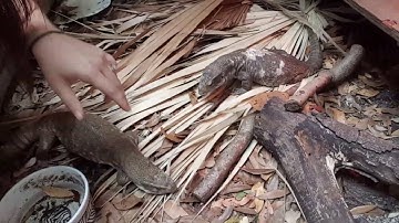 Part 2. Trust building with your savannah monitor.