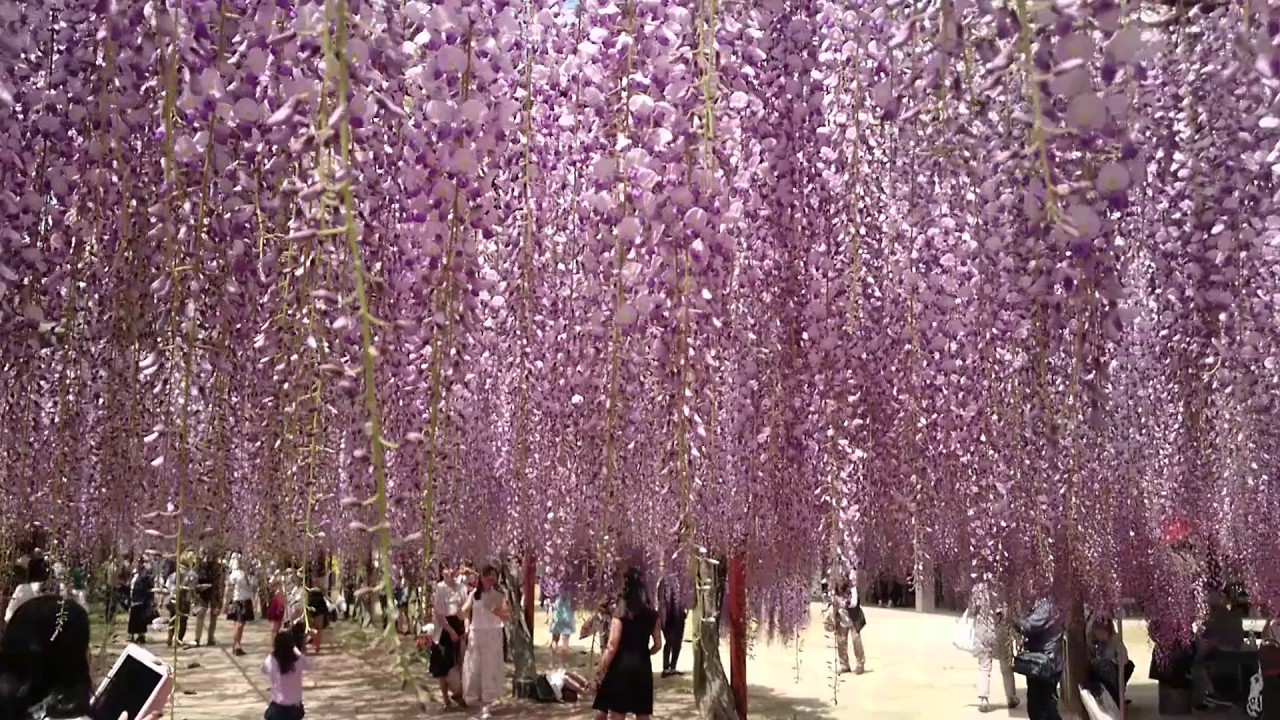 Wisteria