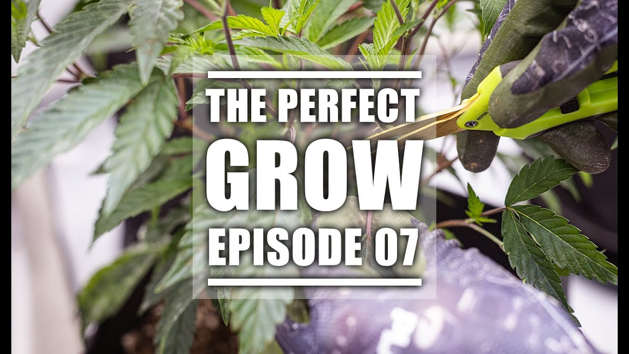 Vegetative Stage of Weed | The Perfect Grow | EP7