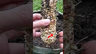 Most Efficient Tip to Grow Corn for Harvest #corn #seeds #garden