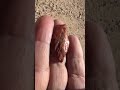 Jasper stone or Mookaite No 169 mp3