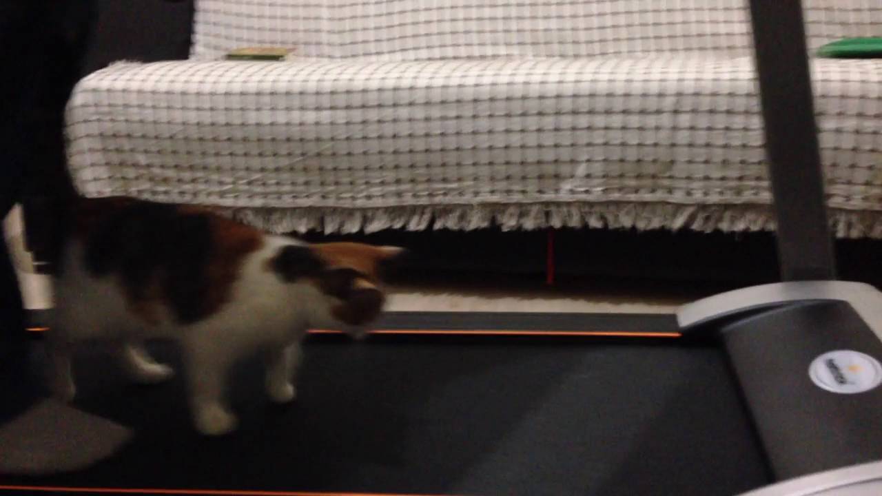 spor yapan kedi YouTube