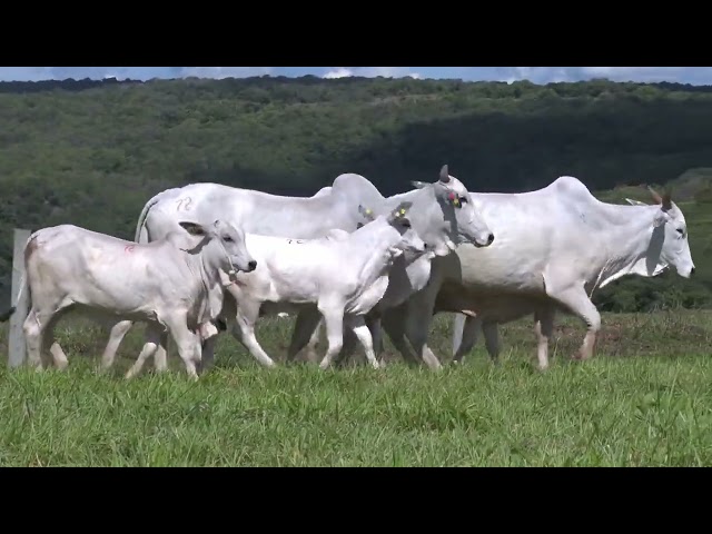 Lote 72 - 19° Leilão Fazenda Fortaleza