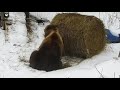 Рулетик сена для Мансурки🐻/Bear Mansur