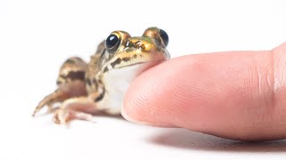 How To Be Friends With Frogs