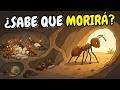 El Último Día de una Hormiga: La Perturbadora Verdad Sobre Cómo Muere