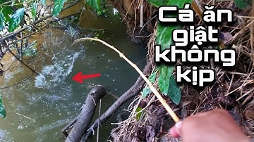 Tập 15 - Nước Lên Cao..Về Vùng Này Câu Cá Rô Đồng Thì Giật Đã Tay Toàn Rô Mề Mập Ú Thấy Ham