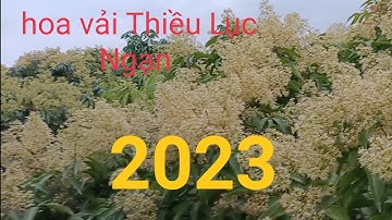 Mùa Hoa vải Thiều Lục Ngạn năm 2023, bội thu