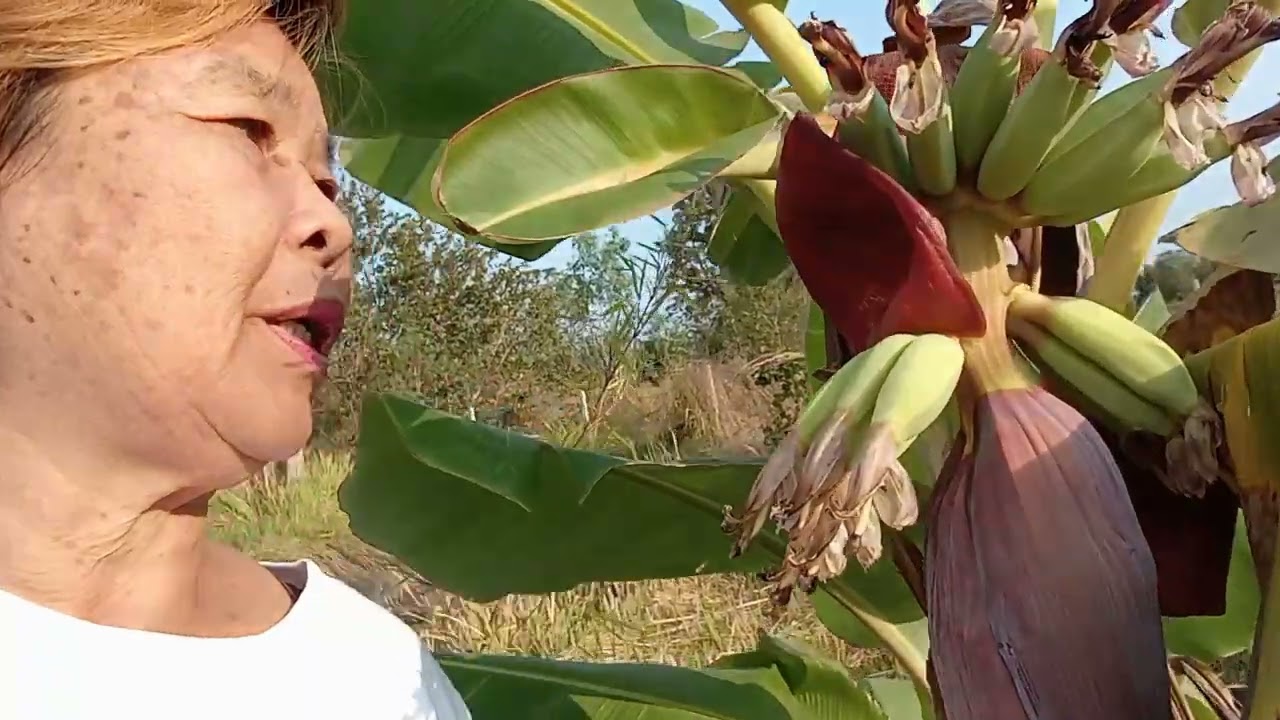 @ยายไหม พิศมัย(วิถีแม่บ้าน)โคกหนองนาคือ เนินสูงไว้ปลูกต้นไม้ หนองสระหรือคลอง นาเหลือที่ปลูกข้าว