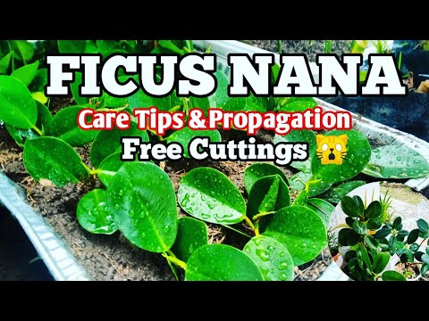 Video: Paano Pangalagaan Ang Ficus Sa Bahay