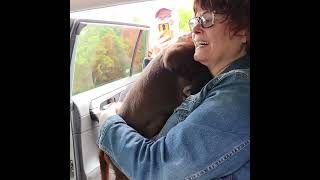 Chocolate lab puppy Surprise!