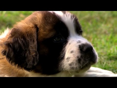 st bernese mix