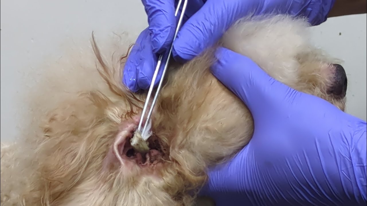 The most banned dog in the grooming salon