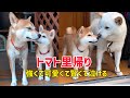 トマト里帰りで強くて可愛くて賢くて泣ける😁