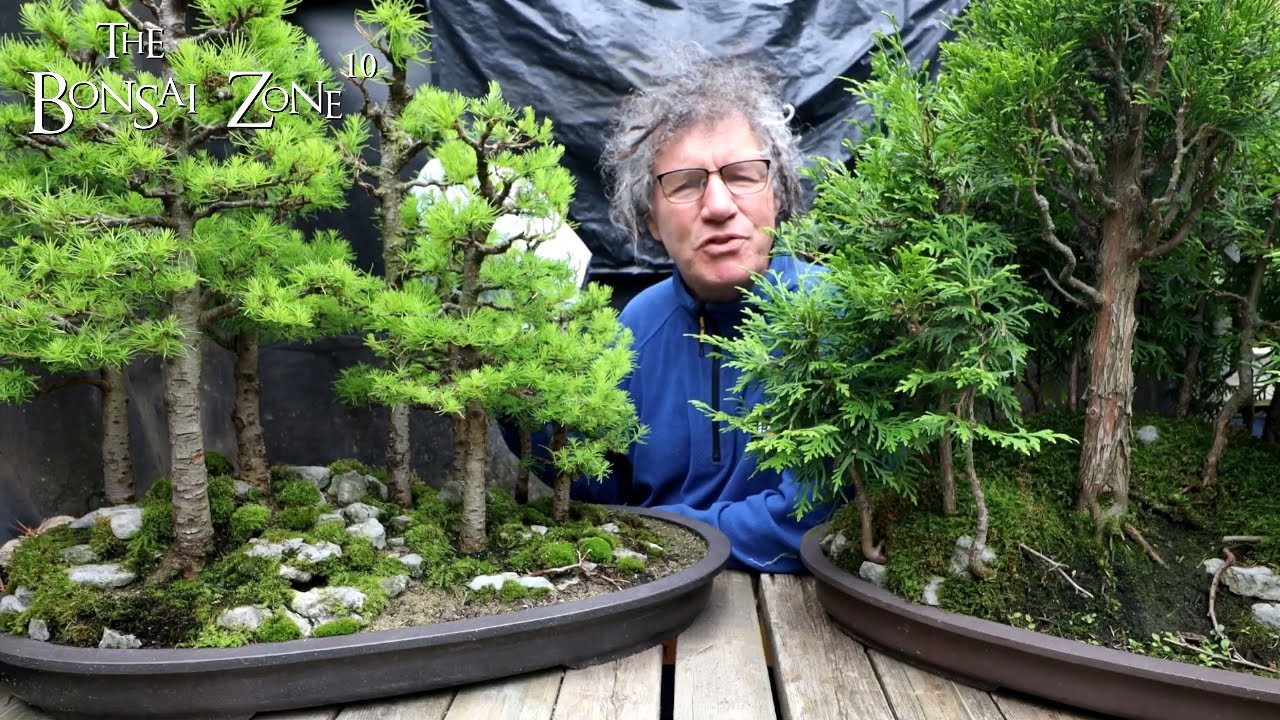 Working on My Avatar Grove, Part 1, The Bonsai Zone, July 2023