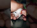 🥹 Tiny Kitten Trusted Me During Eye Cleaning 🐱 #petlove #newbornkitty #catmomlife #kittendaily