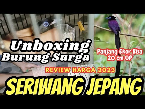 Unboxing the Male Japanese Long-tailed Shrike | Bird of Paradise