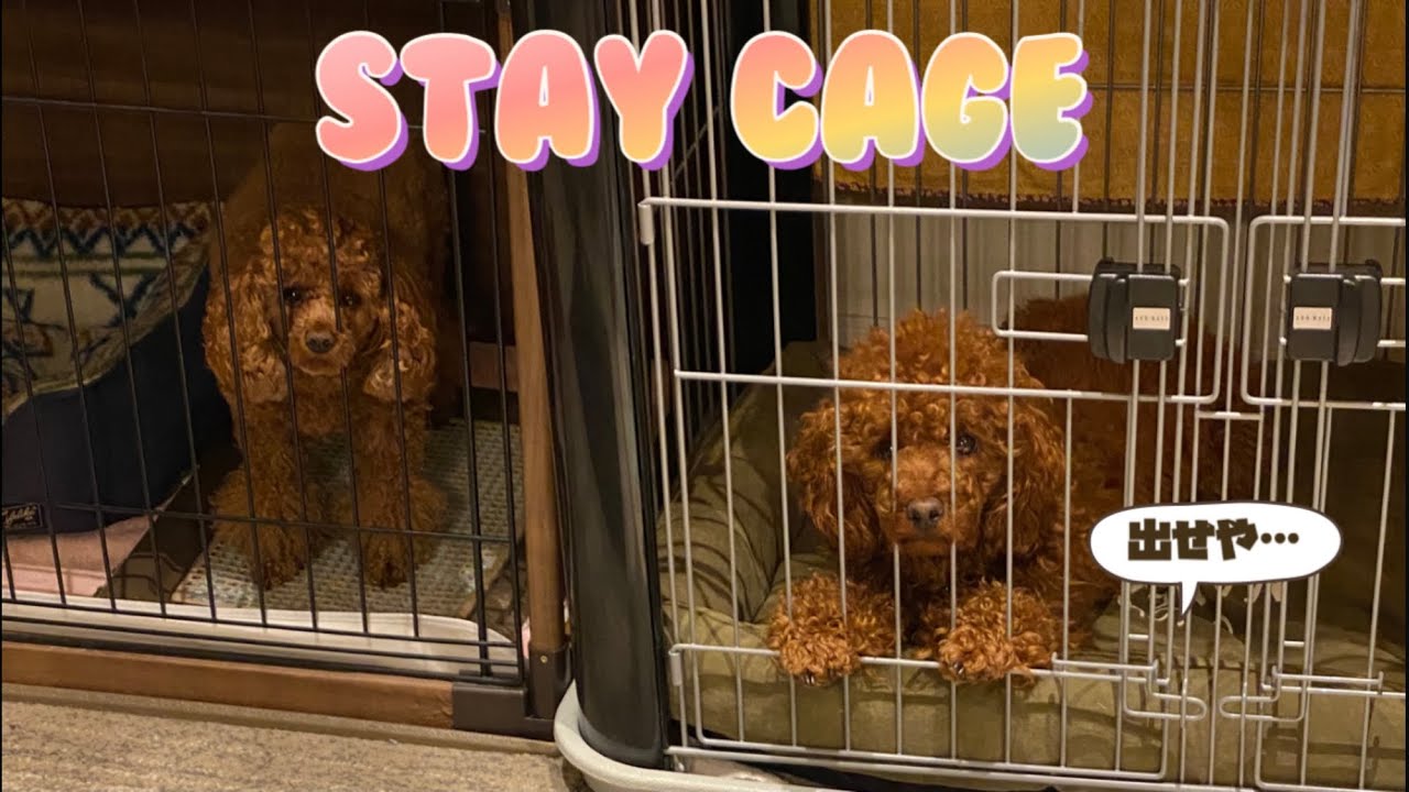 STAY CAGE YouTube