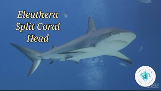 Scuba Diving The Bahamas, Eluthera, Split Coral Head
