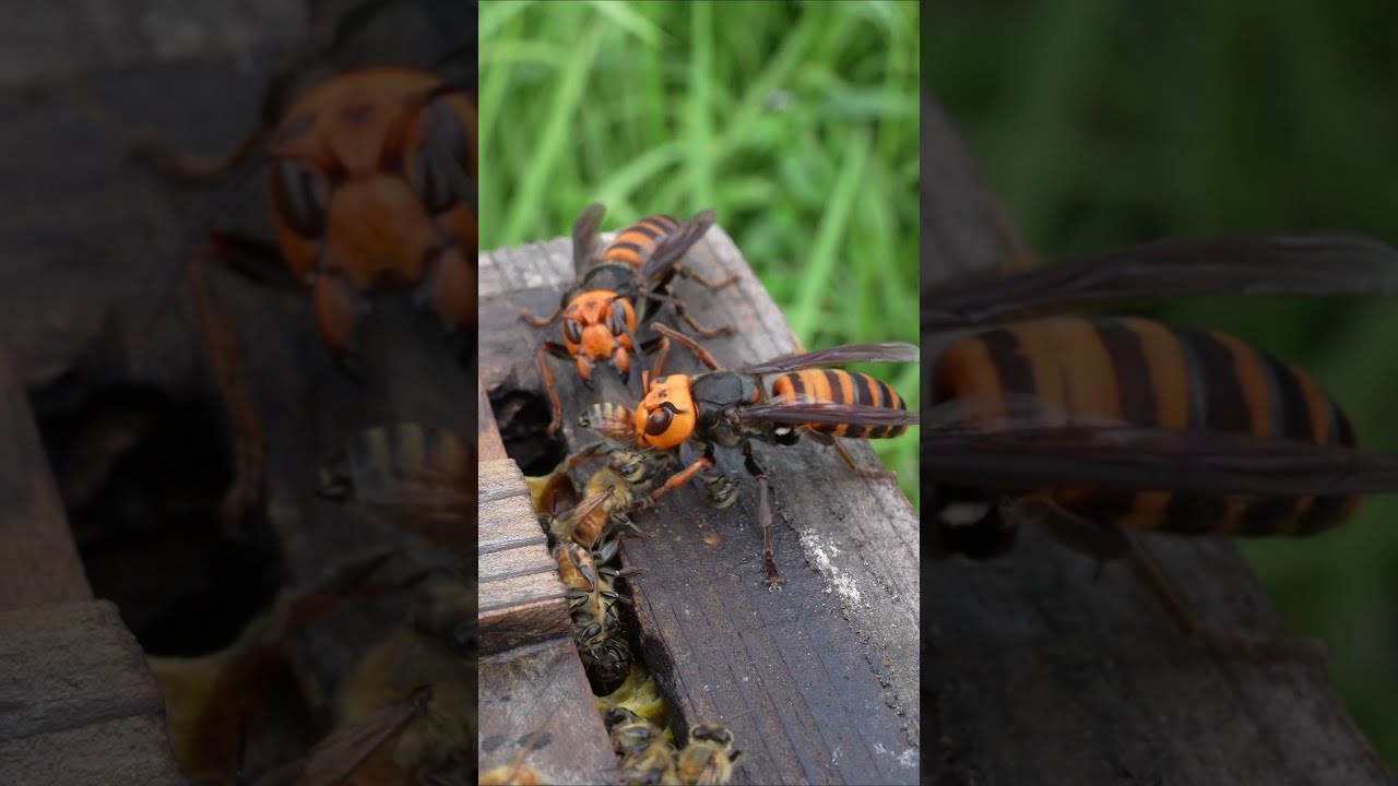 Brave Bee Uses Its Stinger To Resist Giant Hornet Attack