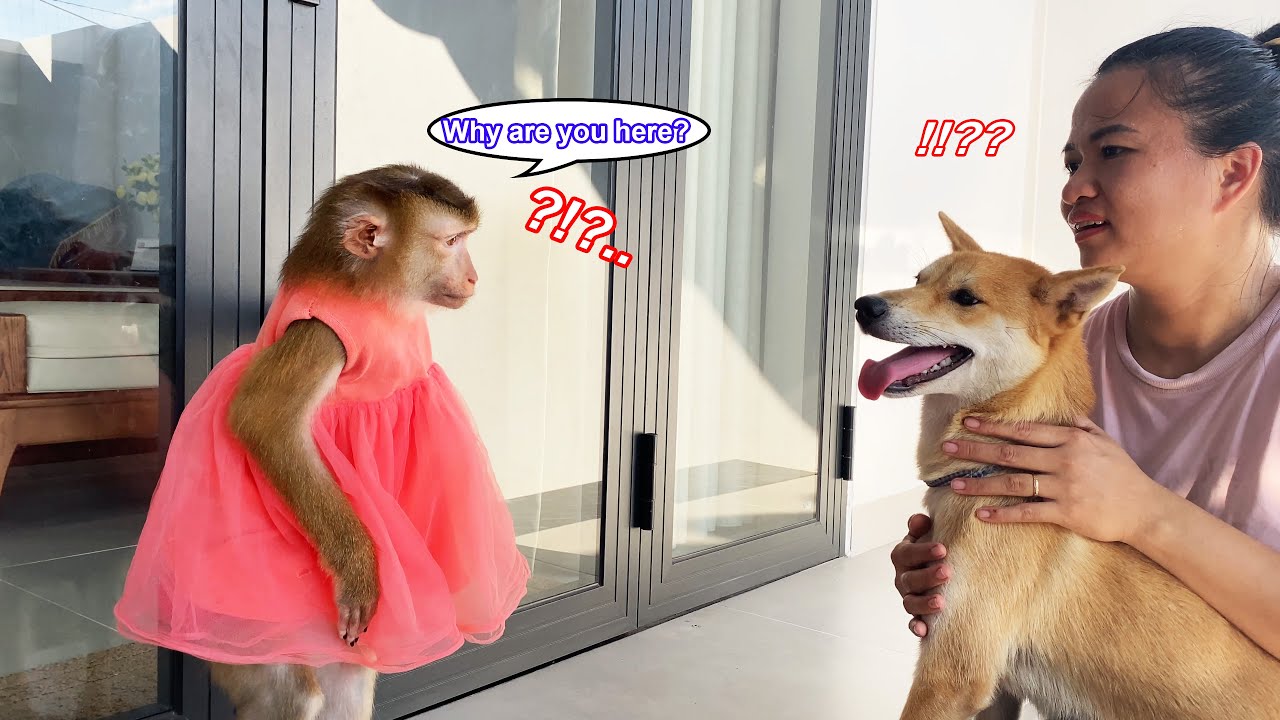 Monkey Lyly is confused when her mother brings her dog home to play with her.
