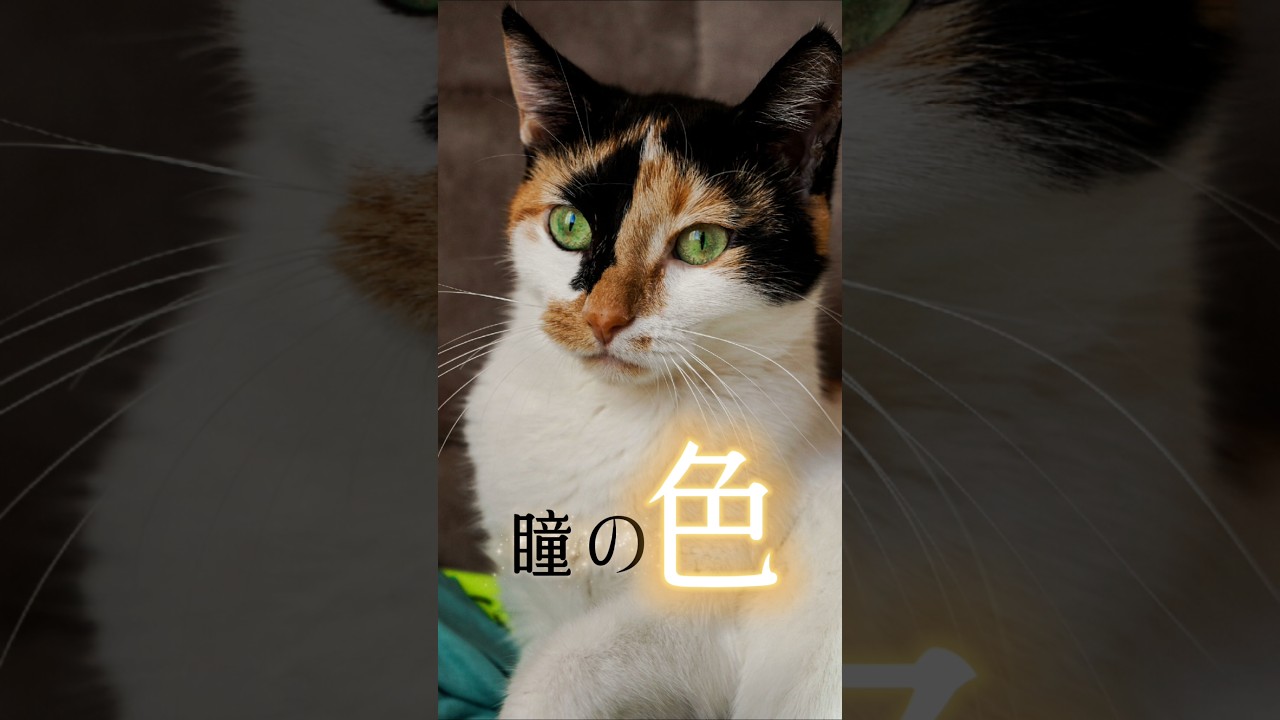 猫の目の色にまつわる不思議な物語#猫スピリチュアル #スピリチュアル #猫のいる暮らし #ねこ #開運