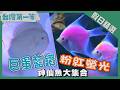 【全球首見粉紅螢光神仙魚 基因轉殖技術世界頂尖／皇冠黑白魟 體驗清除劇毒尾刺／巨蛋藍鑽神仙魚 包辦多項國際冠軍獎座】  假日精選