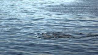 whale scratch excell 24