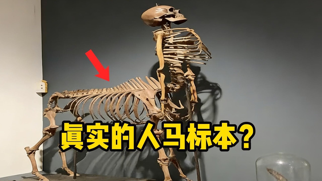 半人馬真的存在嗎,加拿大拍到人馬影片?揭開事情的真相 - YouTube