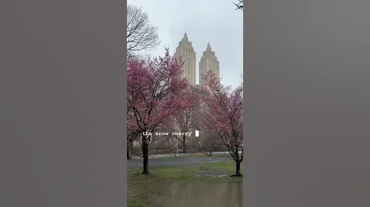 Snow & Cherry Blossom today at Central Park 🌸☃️🥰