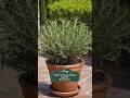 7 Days 7 Herbs Series// Day 05 Rosemary// #rosemary #gardeningplant #herbs #shadyplants