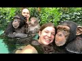 Pool time with chimpanzees and monkey