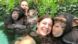 POOL TIME with CHIMPANZEES and MONKEY!