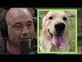 Joe rogan  my dog could probably kill me if he wanted to