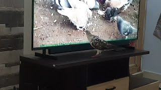 My pigeon watching pigeons on TV