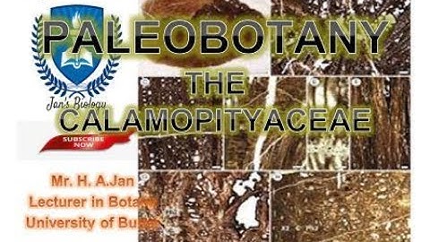 THE CALAMOPITYACEAE