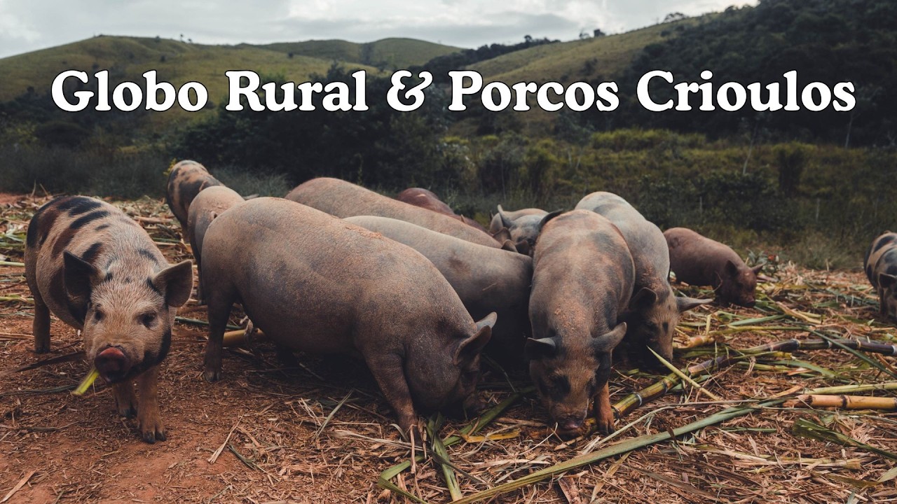 Coletânea Globo Rural: Os Porcos Crioulos Brasileiros