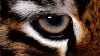 Eye of the Tiger Techno Remix chords