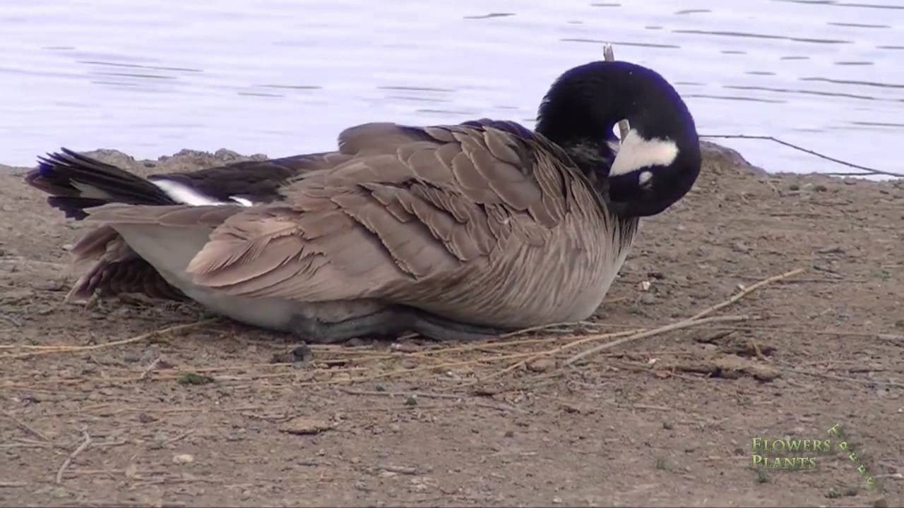 Canada Goose Sleep Grooming YouTube