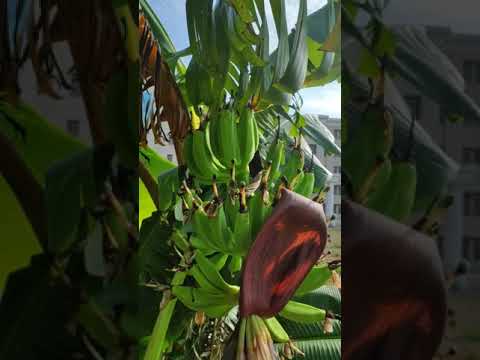 Video: How does a banana bloom in nature?