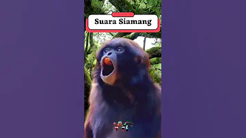 Suara Siamang #shorts