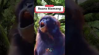 Suara Siamang #shorts