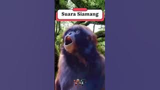 Suara Siamang #shorts