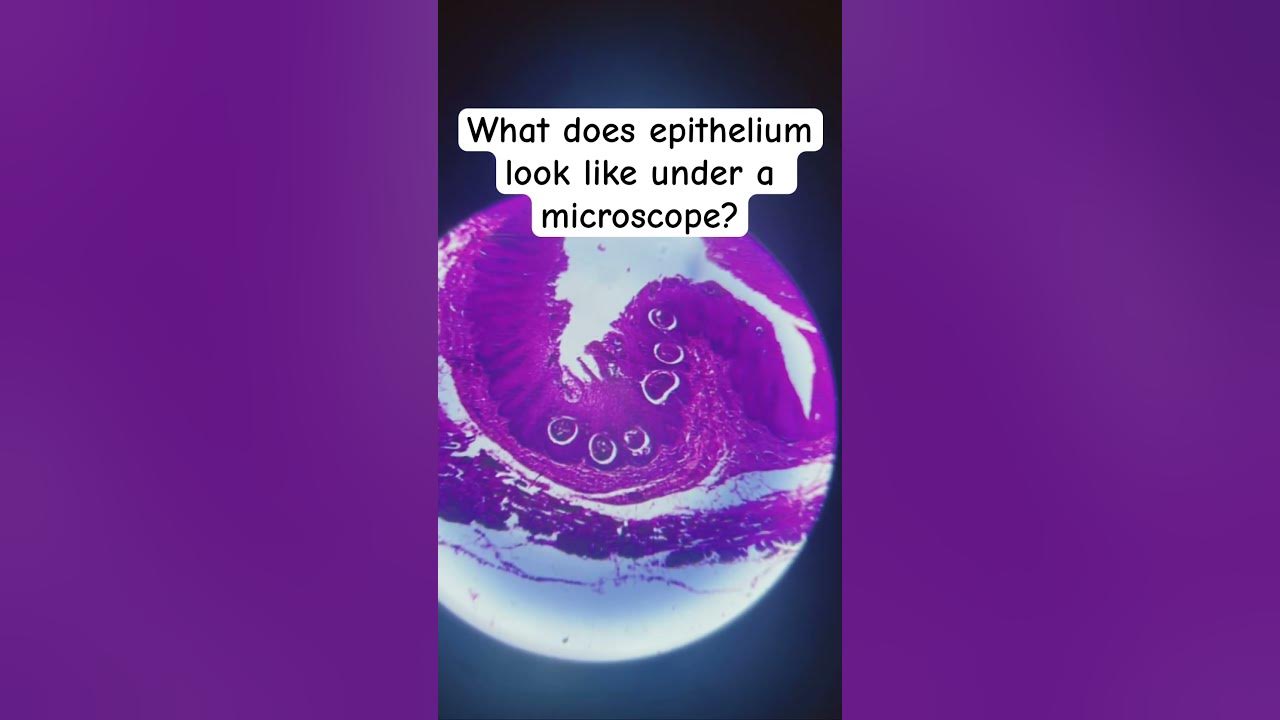 what does epithelium look like under a microscope?epithelium 