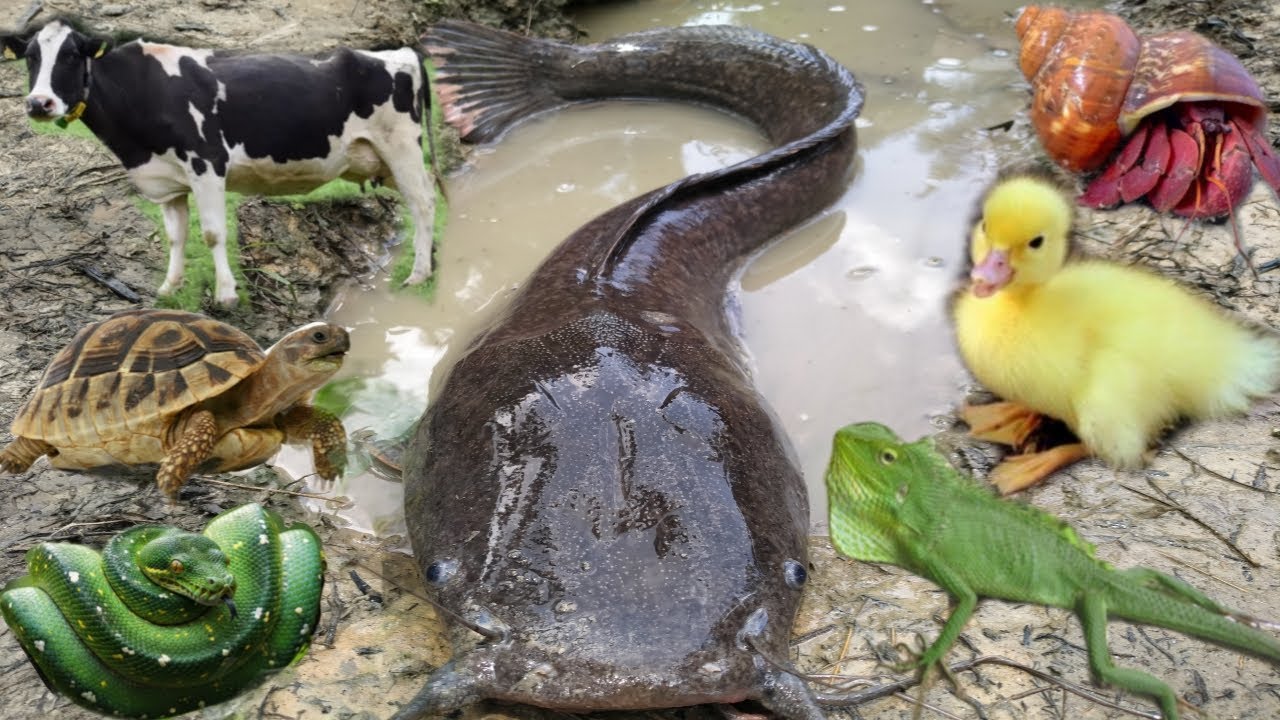Wow Amazing, tangkap ikan lele besar, sapi, kura-kura, bunglon, ikan toman, bebek, katak, keong