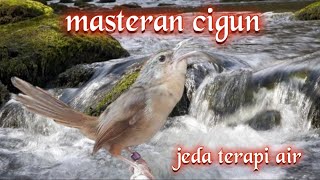 Masteran Cigun Pagi Dan Malam Hari Dengan Jeda Air Mengalir