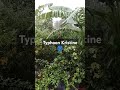 Typhoon Kristine 🌀 #typhoon #typhoonkristine #fbreels #reels