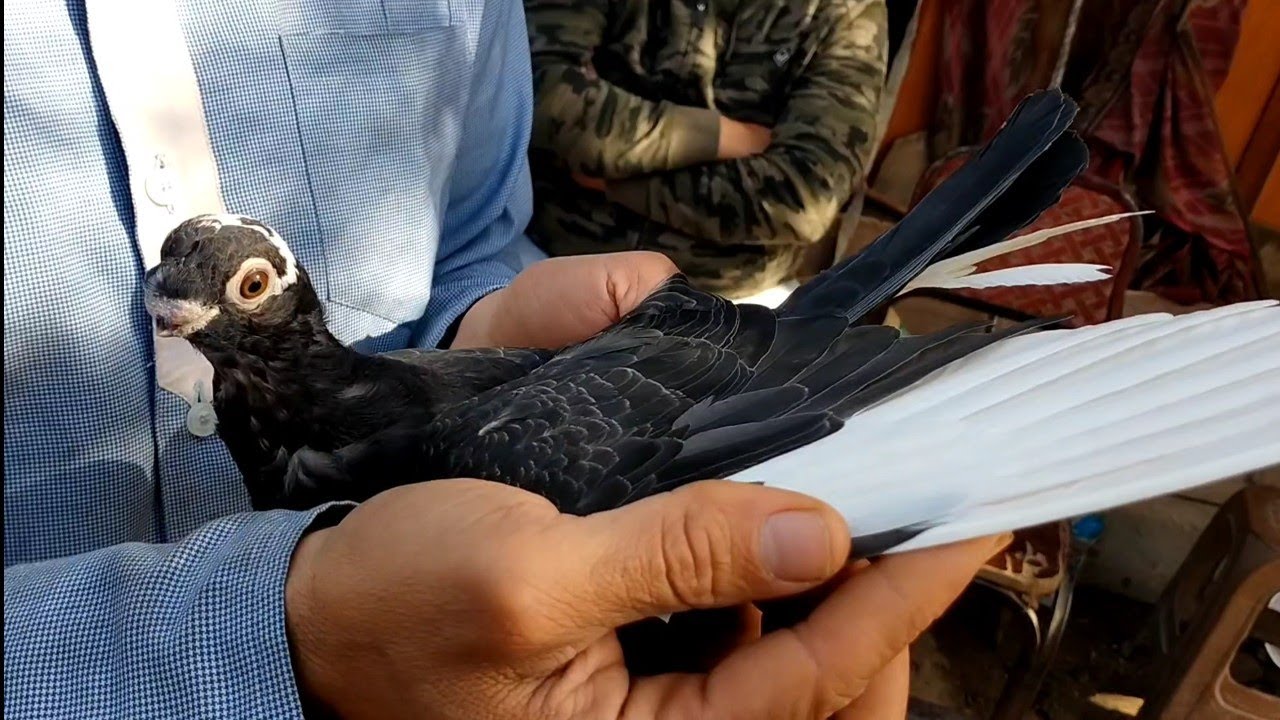 السوق ولع! أسعار الحمام النهاردة في السيدة عائشة (غزار، زينة، زاجل) ومستويات خيال