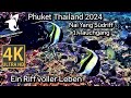Nai Yang Südriff - 1. TG - Ein Riff voller Leben - Phuket Thailand 2024 🇹🇭
